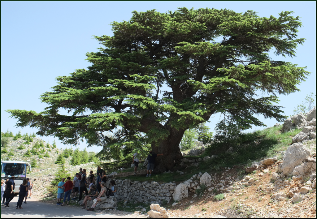 Ancient Cedar, apparently the model for Lebanon’s flag